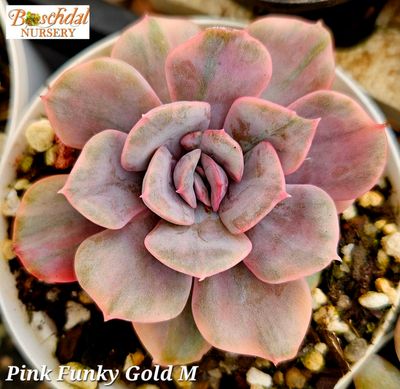 Echeveria Pink Funky Gold