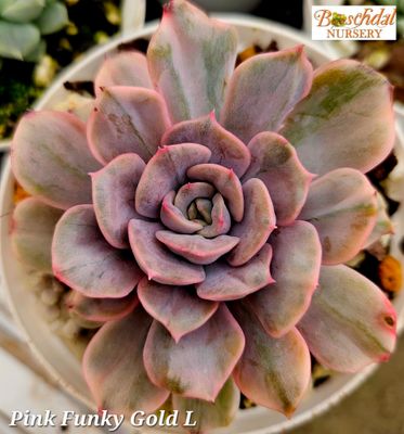 Echeveria Pink Funky Gold
