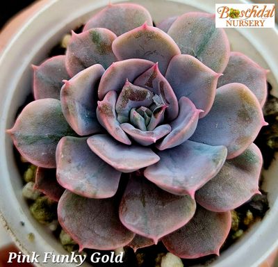 Echeveria Pink Funky Gold