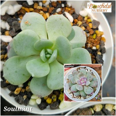 Echeveria Soulmint