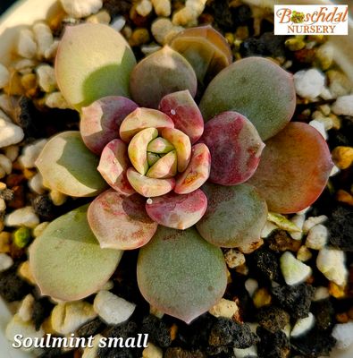 Echeveria Soulmint