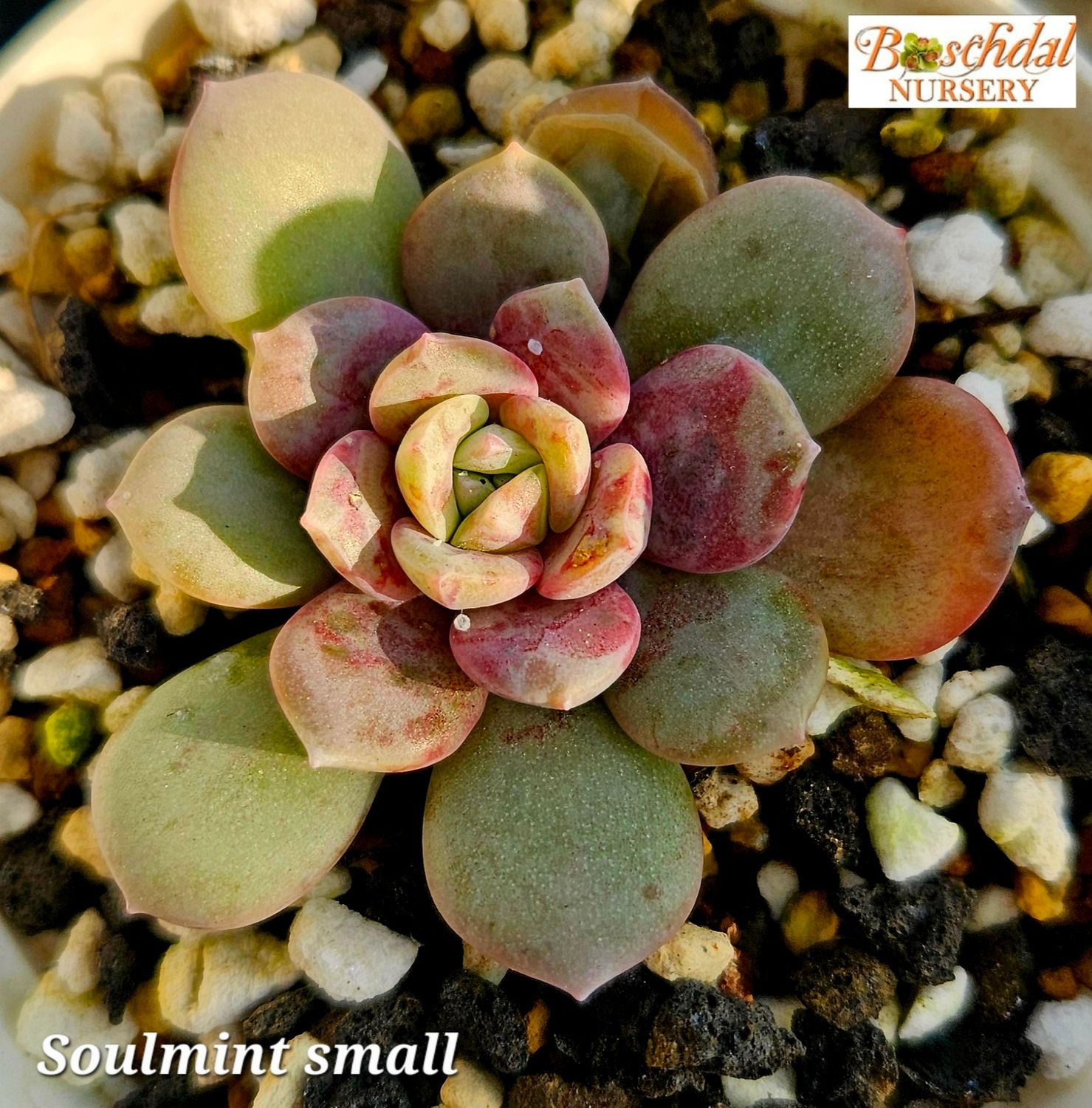 Echeveria Soulmint Echeveria Soulmint