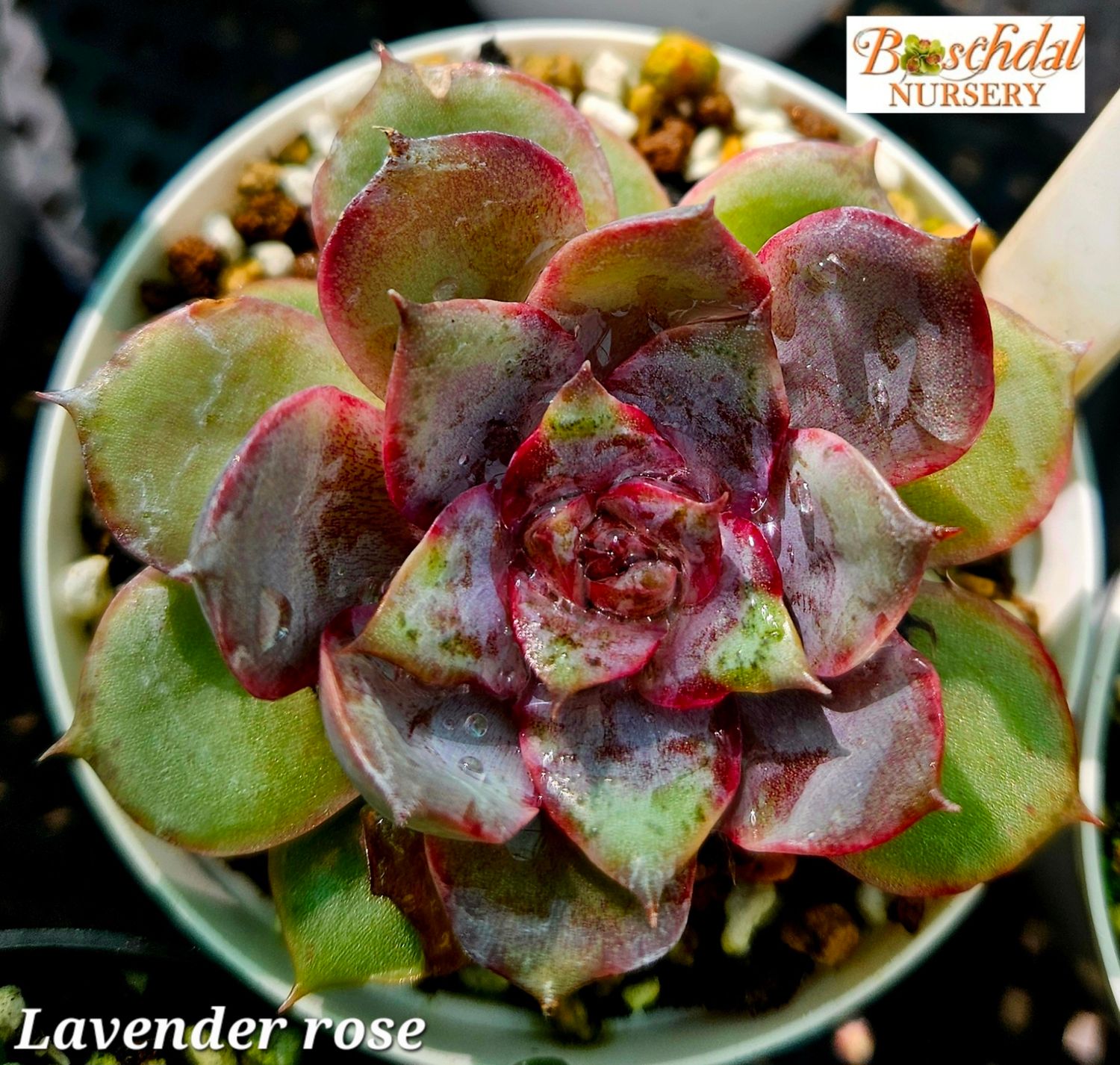 Echeveria Lavender Rose