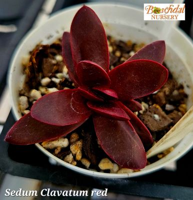 Crassula Clavata red Crassula Clavata red