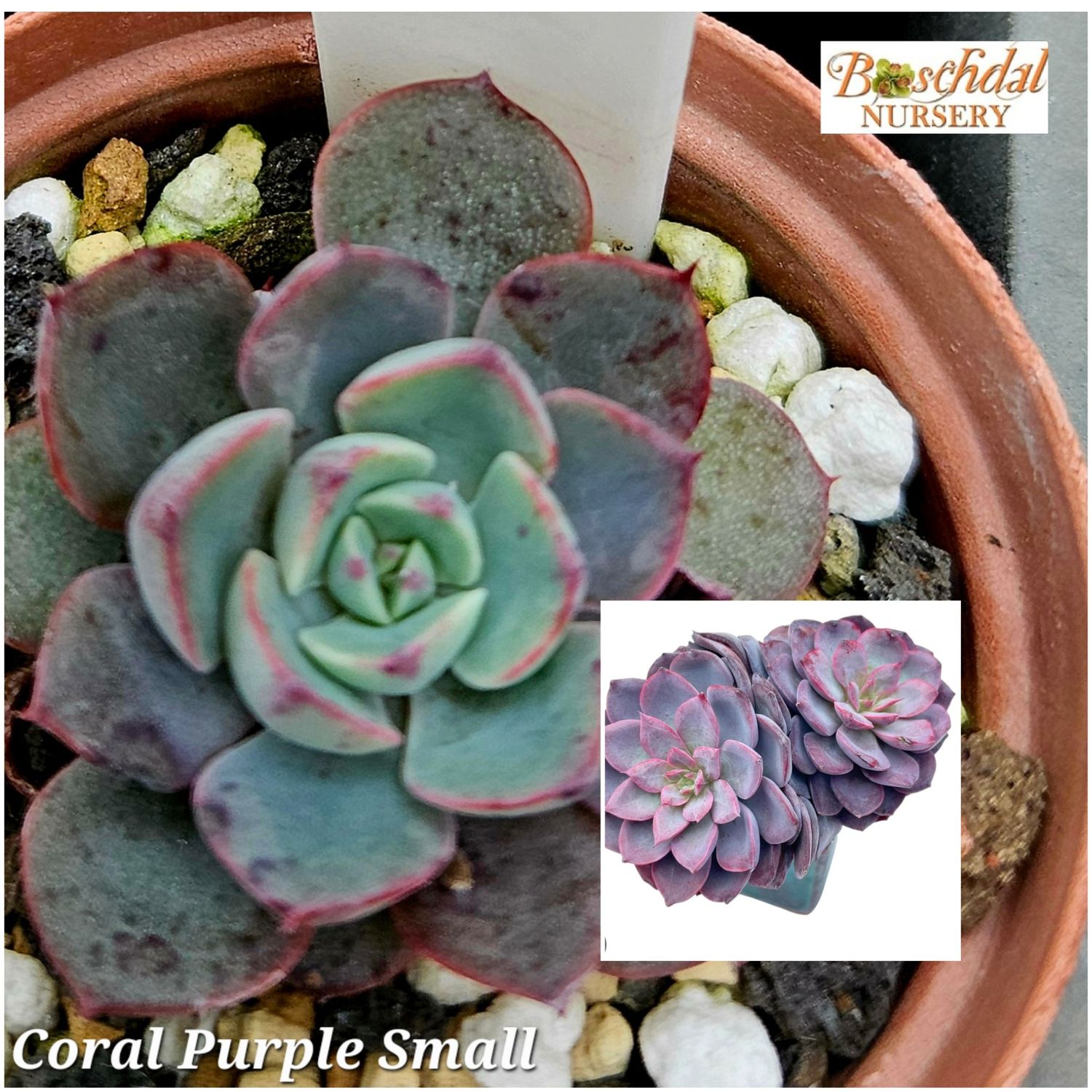 Echeveria Coral Purple small Echeveria Coral Purple small