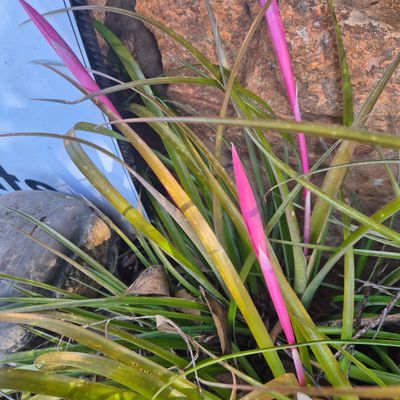 Billbergia mini windii