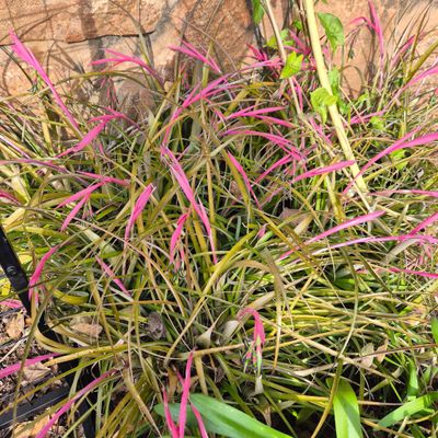 Billbergia mini windii Billbergia mini windii