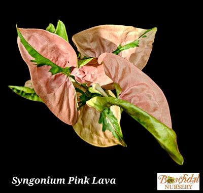Syngonium Pink Lava