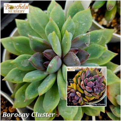 Echeveria Borocay Cluster