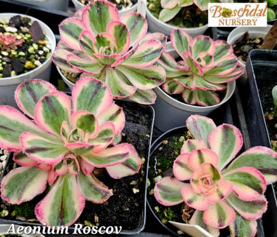 Aeonium Roscov Aeonium Roscov