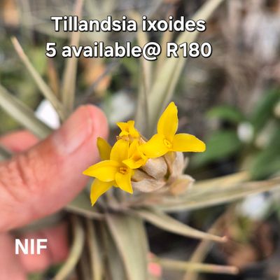 Tillandsia Ixoides