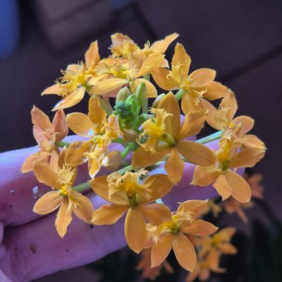 Epidendrium yellow