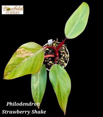 Philodendron Strawberry Shake