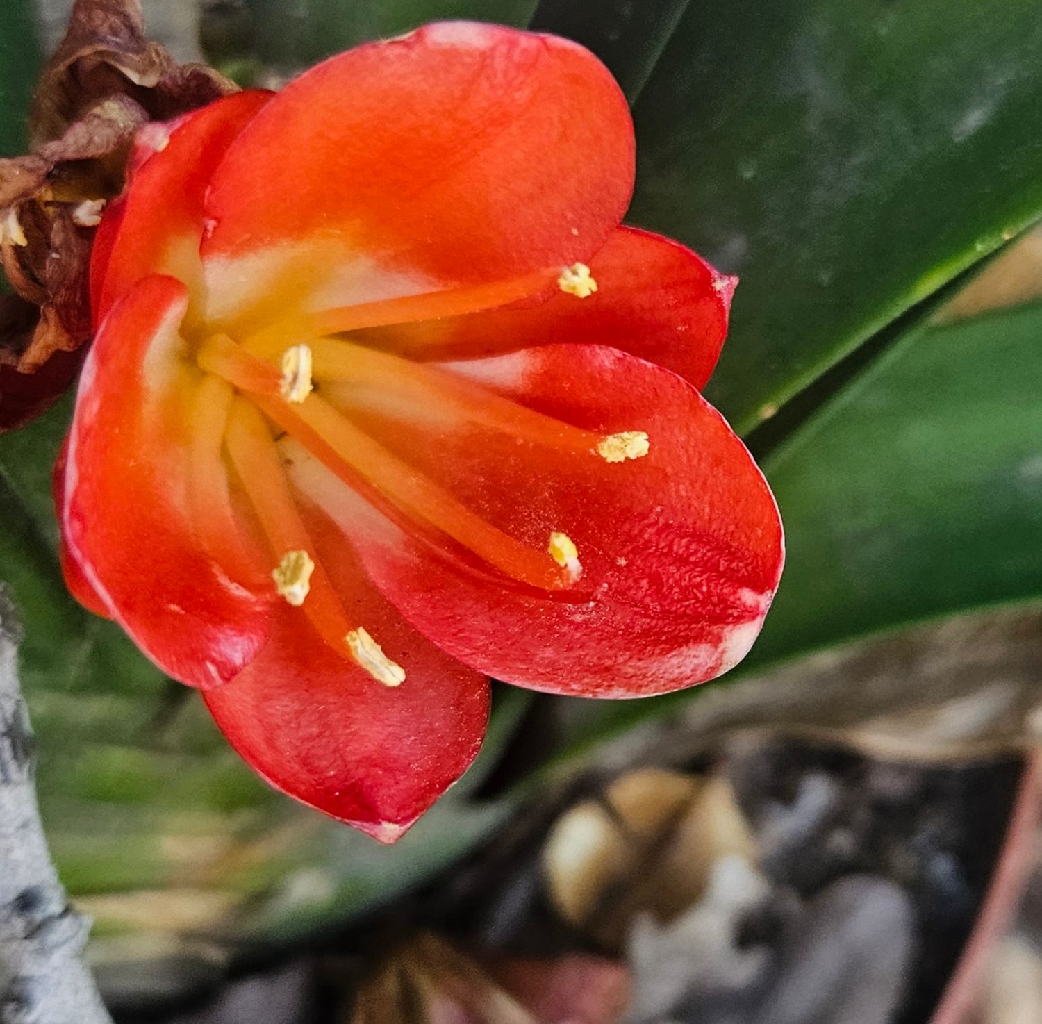 Clivia Blackjack x Belg. Bronze Bewitched Seedling Clivia Blackjack x Belg. Bronze Bewitched Seedling