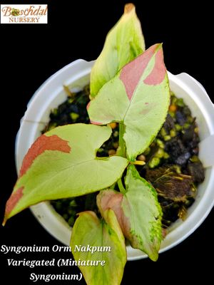 Syngonium Orm Nukpum Variegated (Miniature Syngonium)