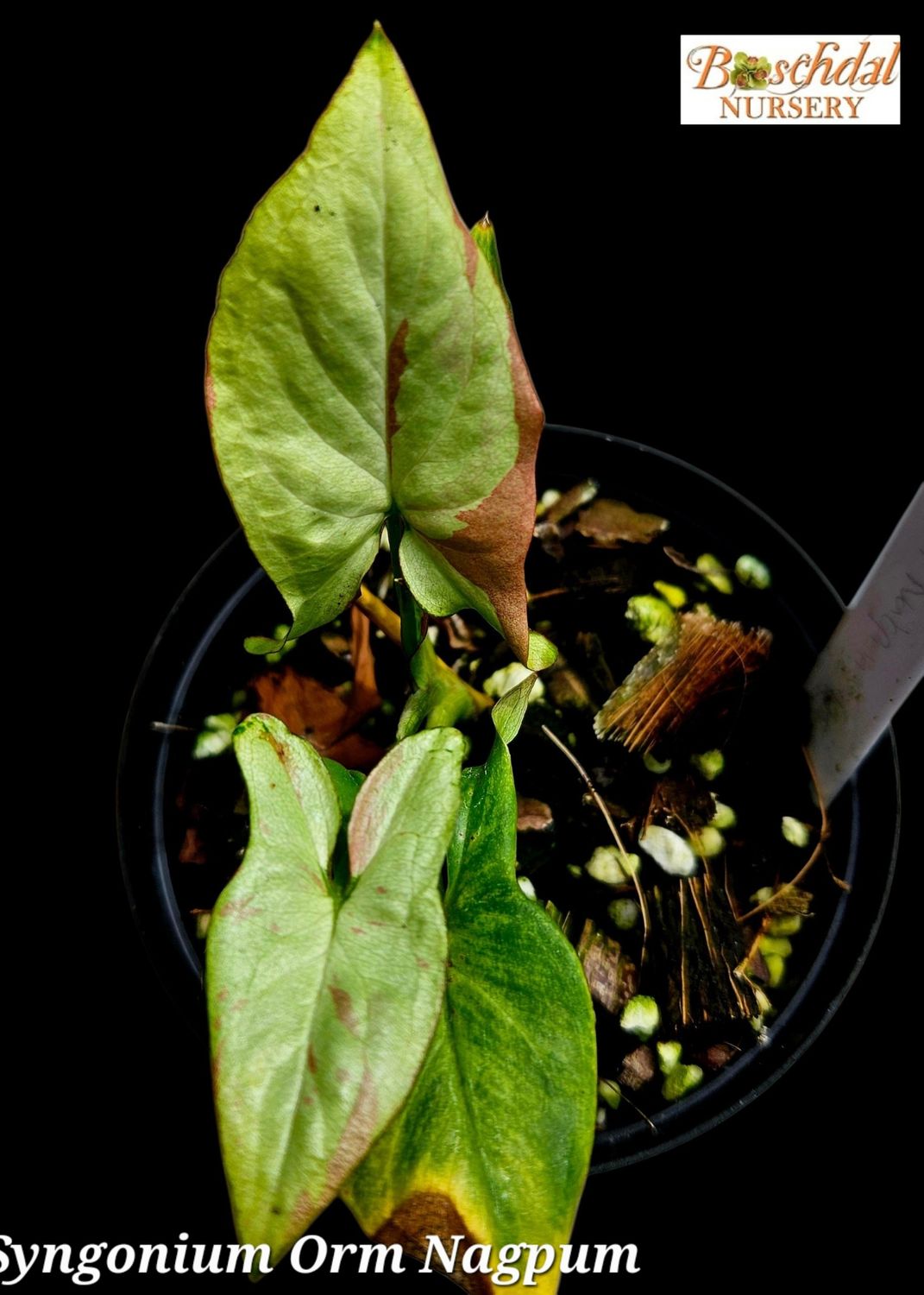 Syngonium Orm Nukpum Variegated (Miniature Syngonium)