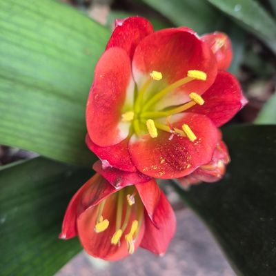Janet Bronze green center