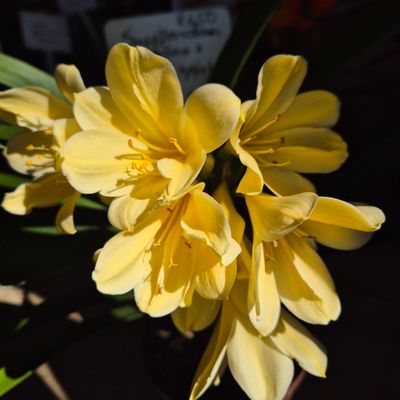 Vico yellow x Swellendam yellow x gems Appoline