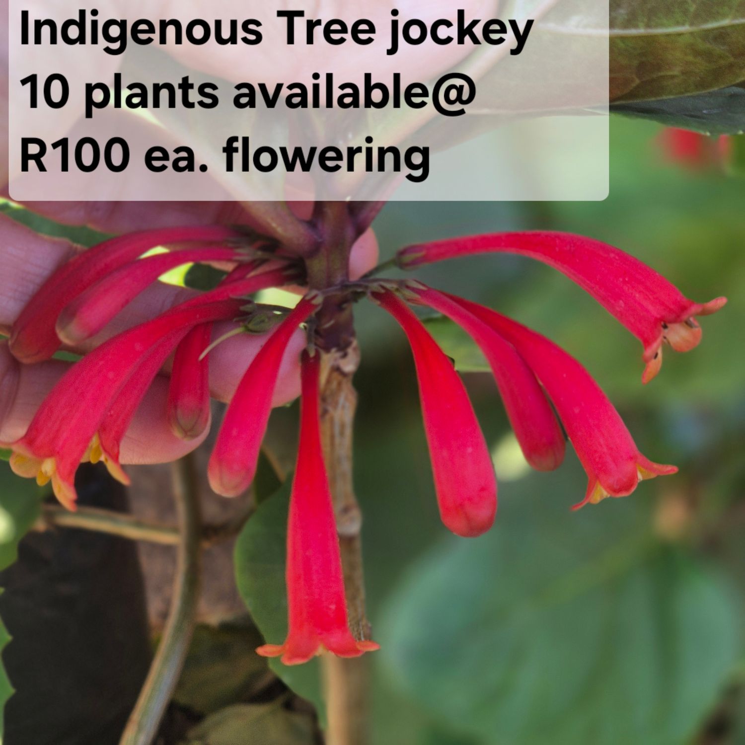 Tree Jockey