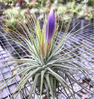 Tillandsia Magnusiana with basket