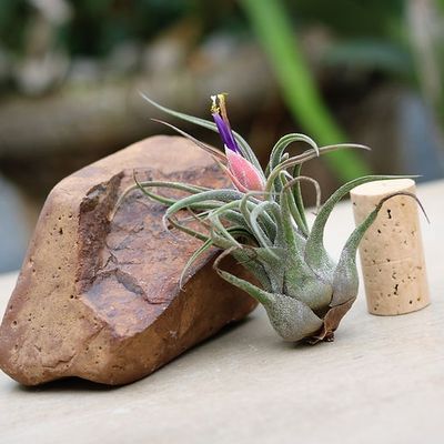 Tillandsia Pruinosa