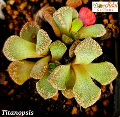 Titanopsis Calcarae