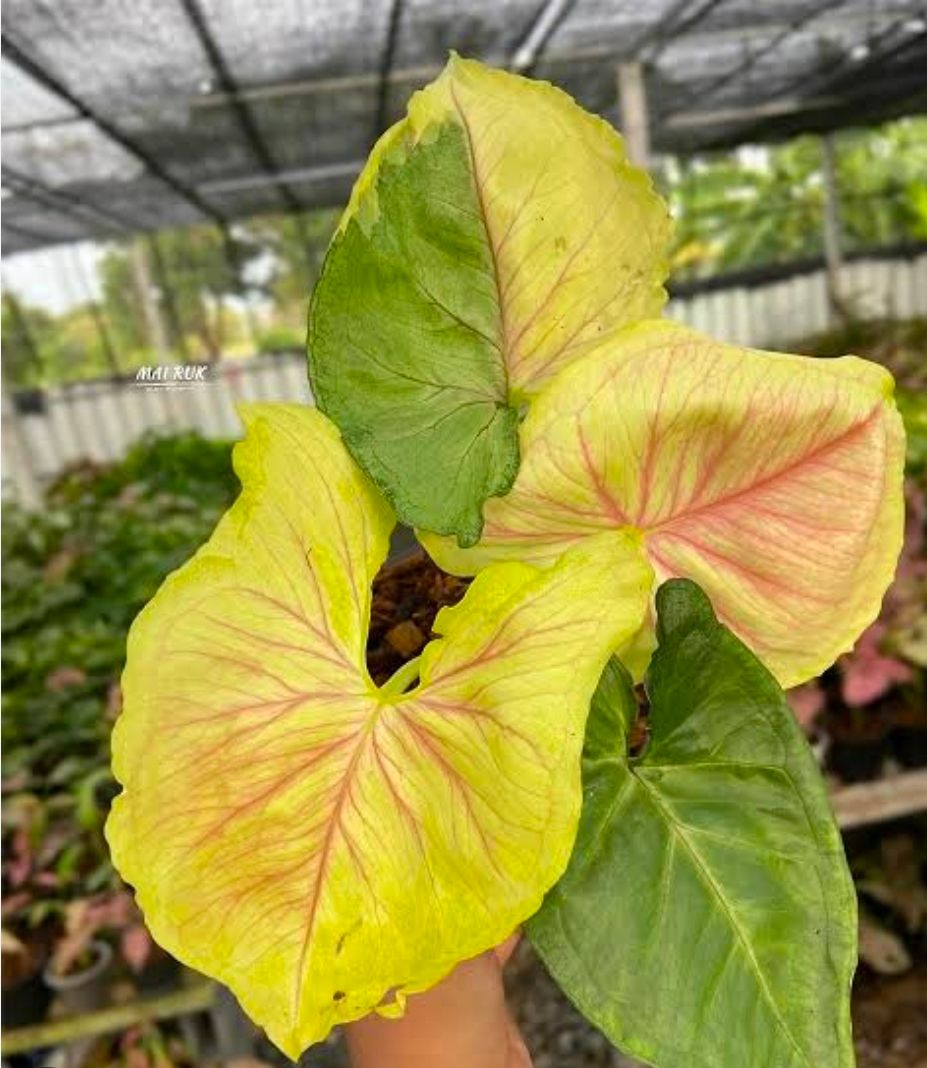 Syngonium Gold Allusion