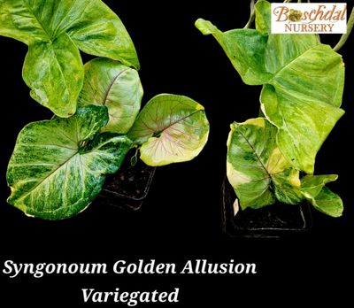 Syngonium Gold Allusion Syngonium Gold Allusion