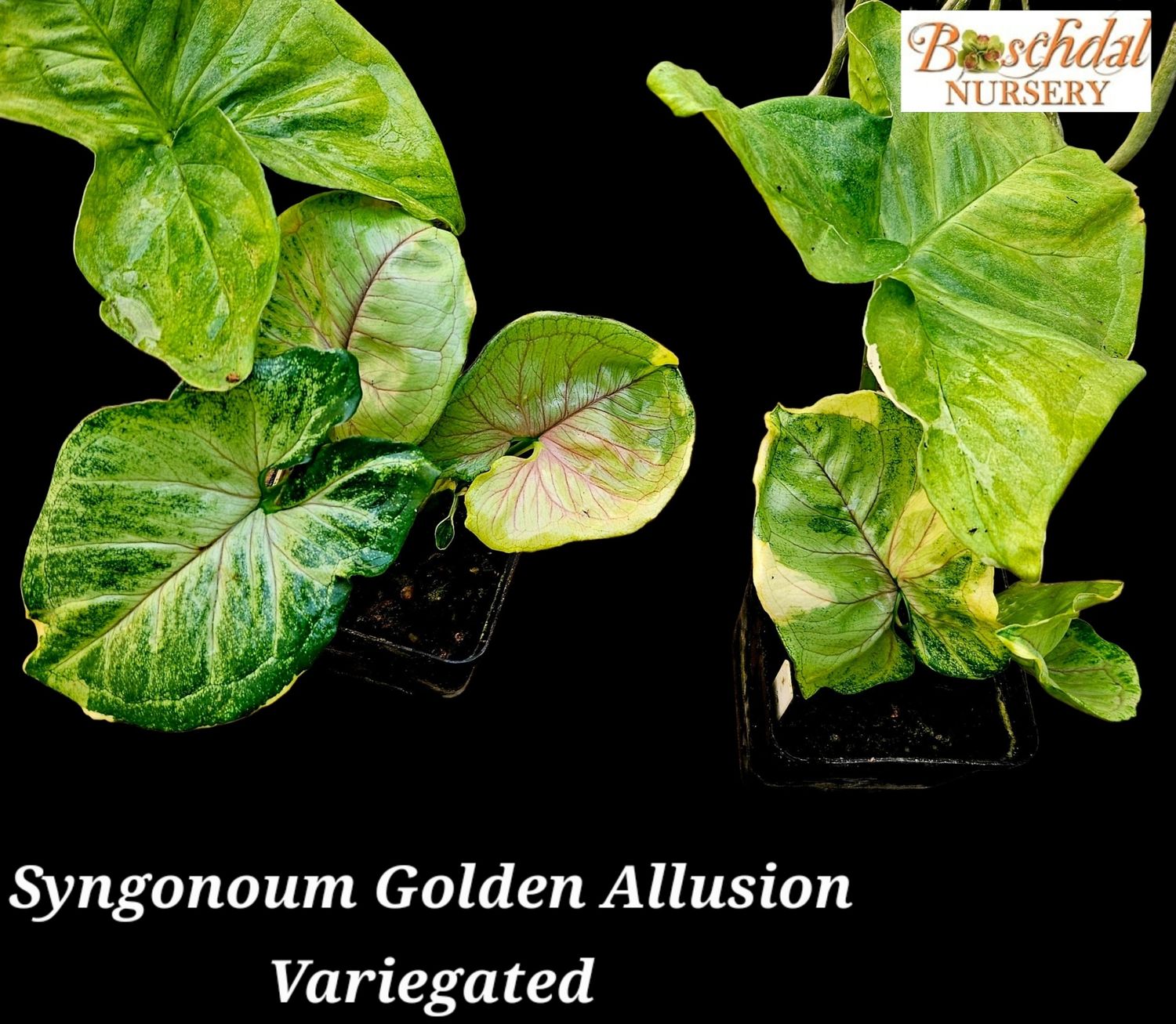Syngonium Gold Allusion