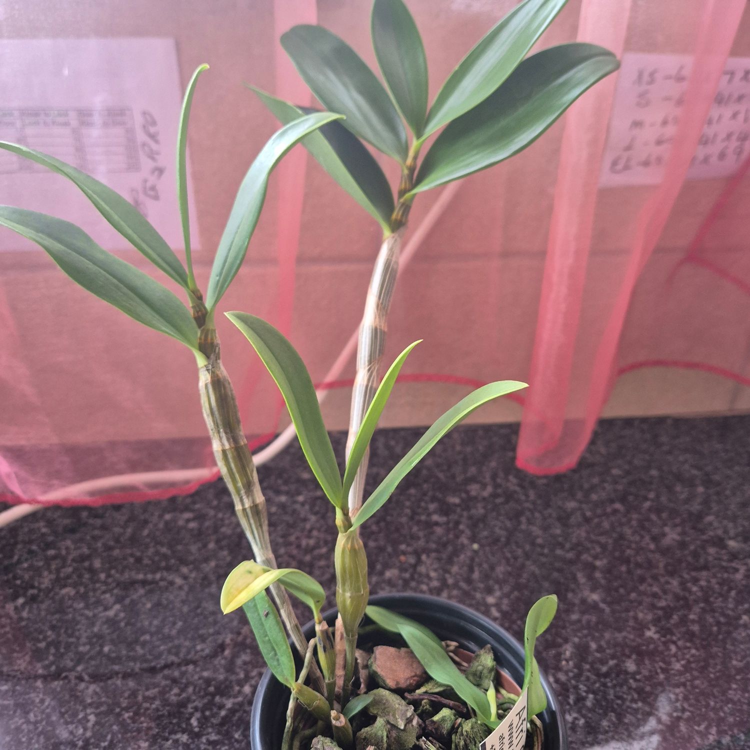 Dendrobium Amabile x sib