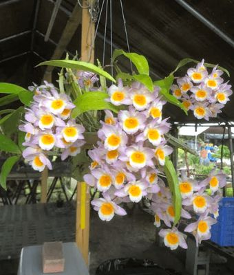 Dendrobium Amabile x sib