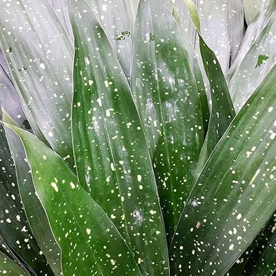 Aspidistra milkyway