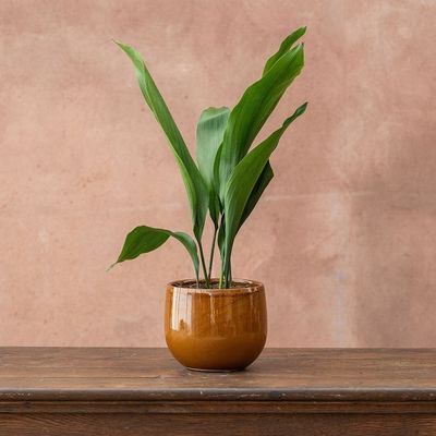 Aspidistra green