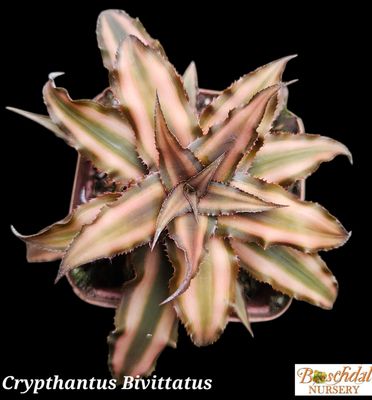Cryptanthus Bivittatus T
