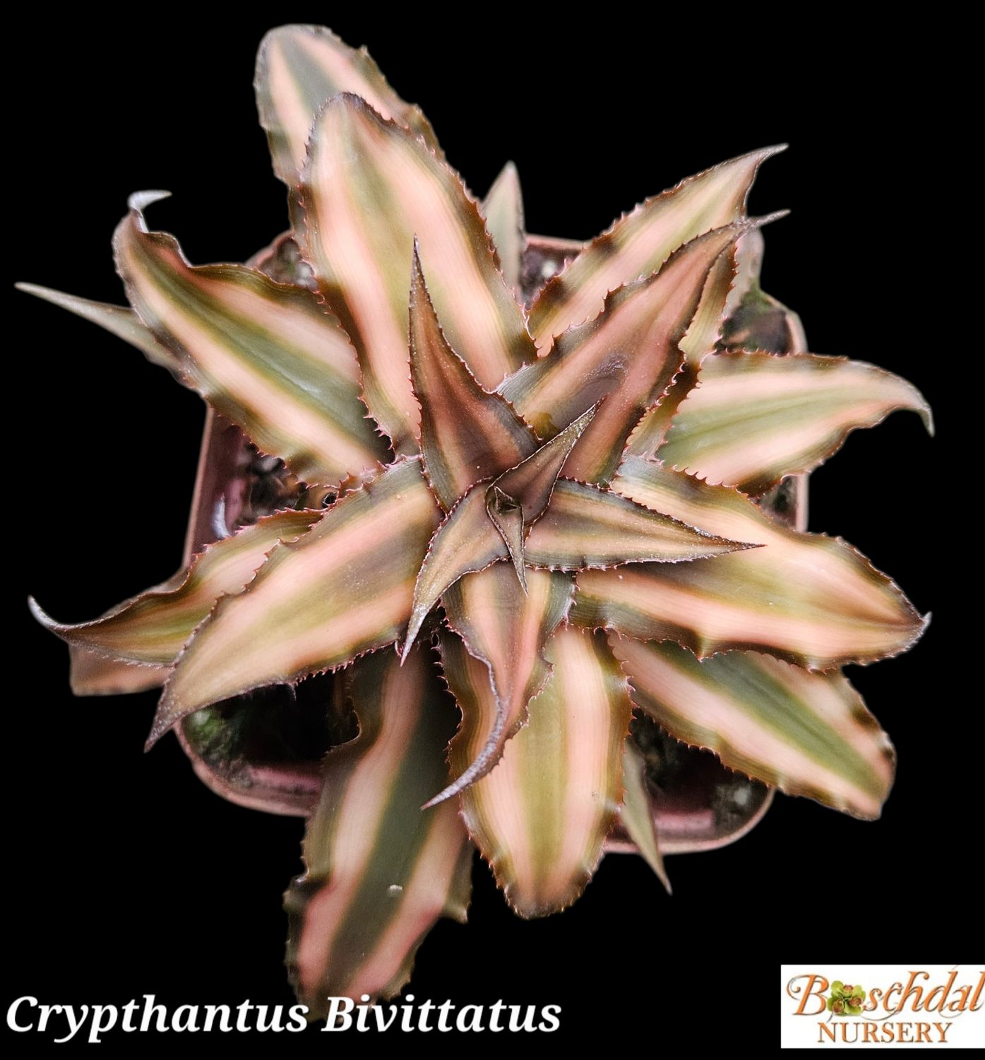 Cryptanthus Bivittatus T Cryptanthus Bivittatus T