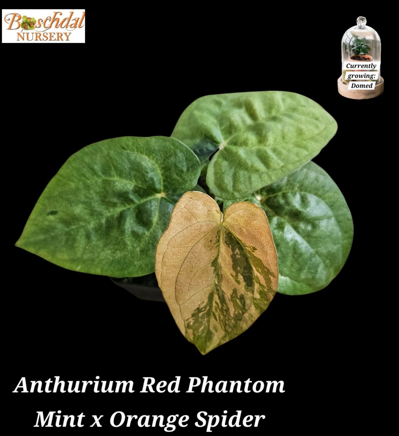 Anthurium Red Phantom Mint Var x Orange Spider