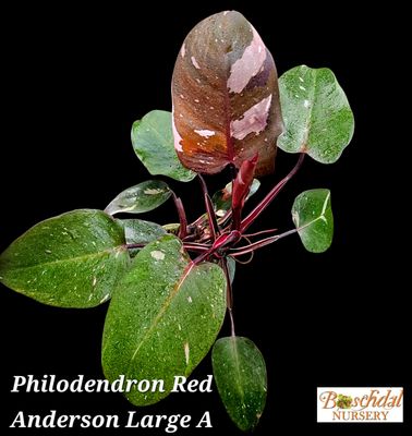 Philodendron Red Anderson Large