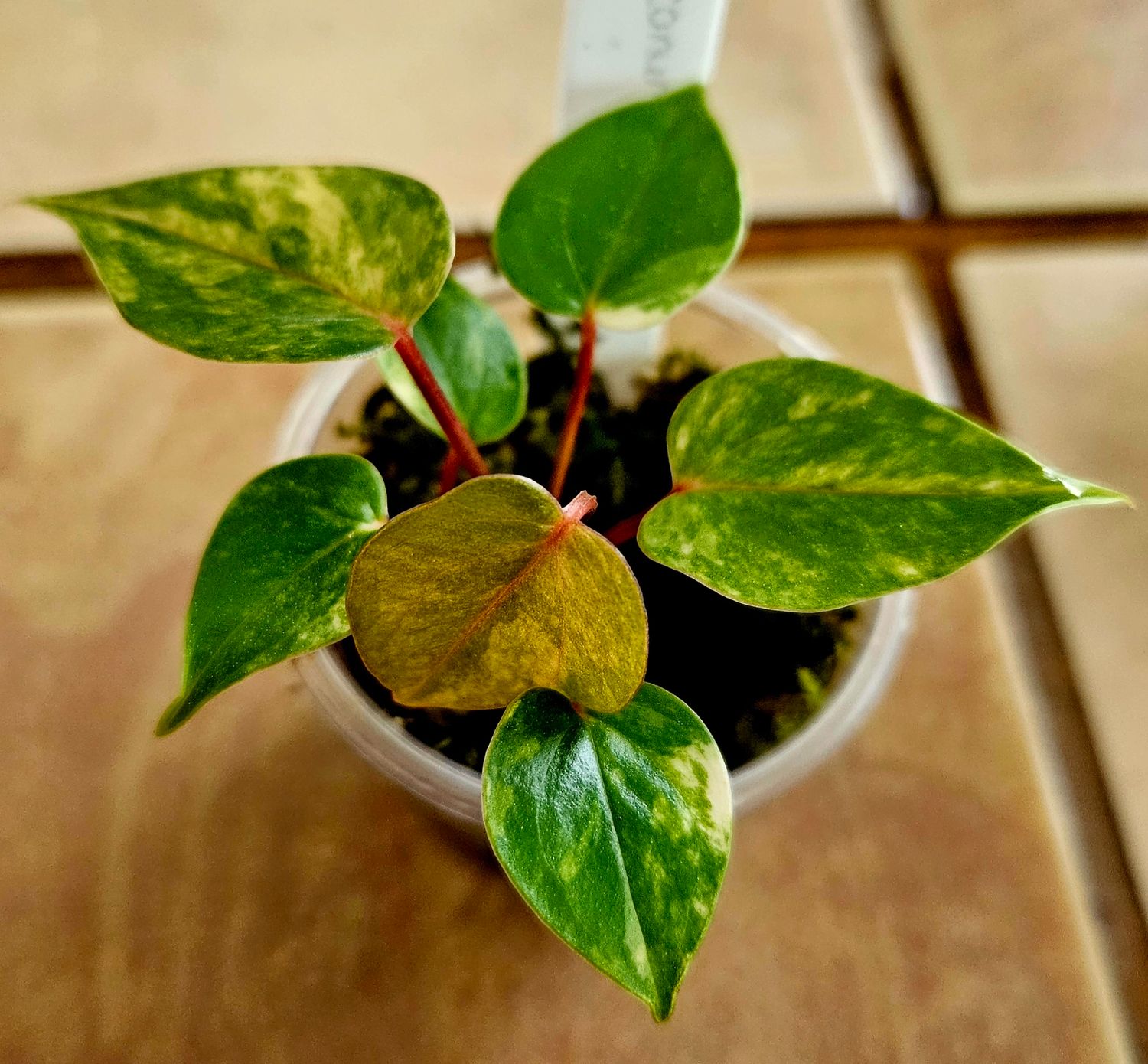 Anthurium Andreanum Hybrid Variegated