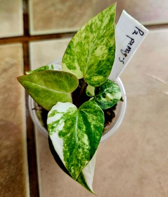 Anthurium Papillilaminum Variegated x Magnificum Variegated
