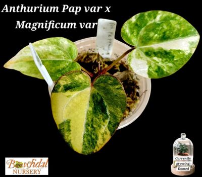 Anthurium Papillilaminum Variegated x Magnificum Variegated Anthurium Papillilaminum Variegated x Magnificum Variegated