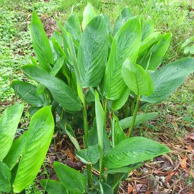 Arrowroot