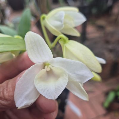 Dendrobium virginalis