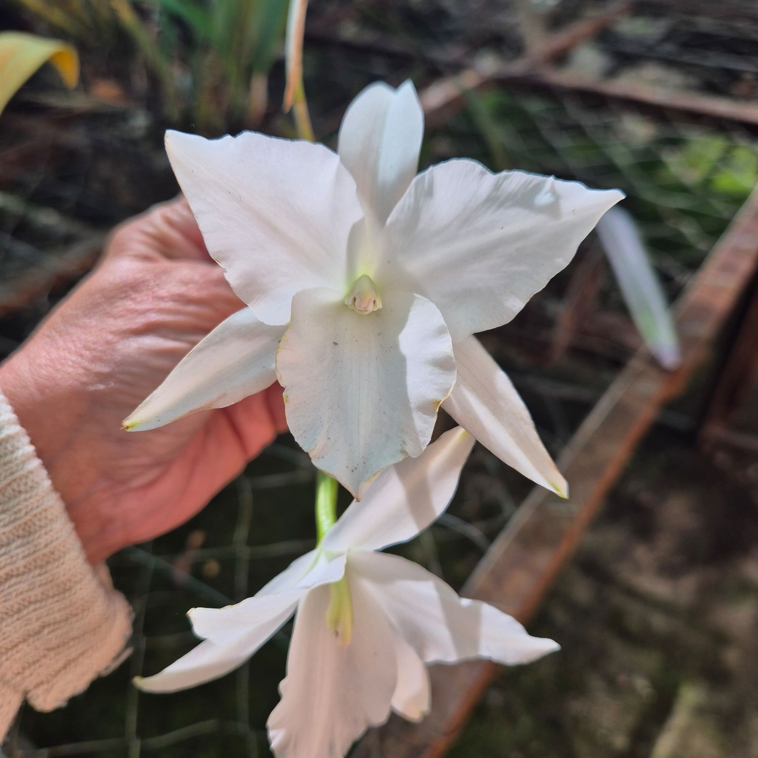 Laelia Anceps Guerrero "alba"