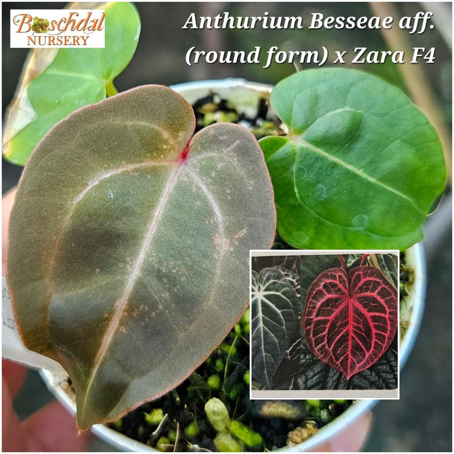 Anthurium Besseae aff (Round Form) x Zara F4 Anthurium Besseae aff (Round Form) x Zara F4