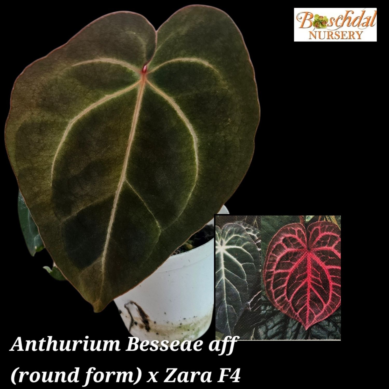 Anthurium Besseae aff (Round Form) x Zara F4 Anthurium Besseae aff (Round Form) x Zara F4