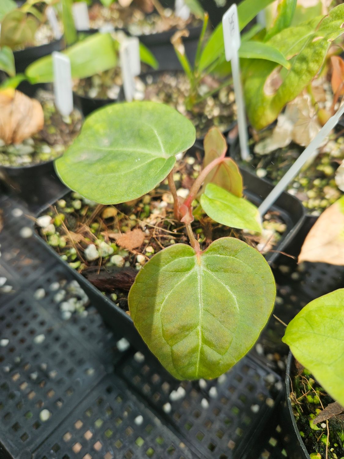 Anthurium Besseae aff (Round Form) x Zara F4 Anthurium Besseae aff (Round Form) x Zara F4