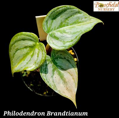 Philodendron Brandtianum