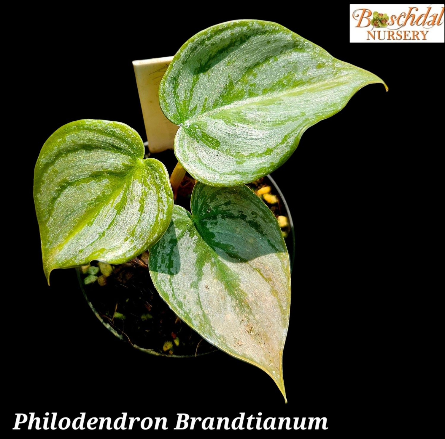 Philodendron Brandtianum