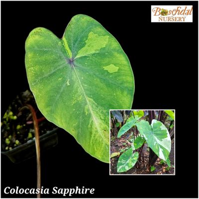 Colocasia Sapphire Colocasia Sapphire