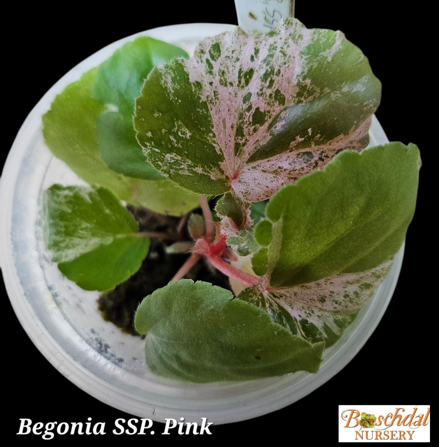 Begonia SP Pink in Spagnum moss, Cup